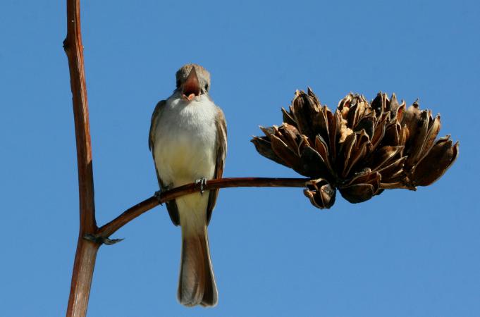Photo (10): Ash-throated Flycatcher