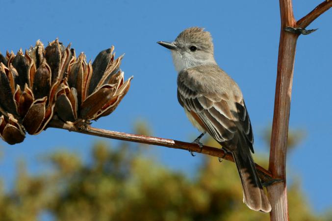 Photo (2): Ash-throated Flycatcher