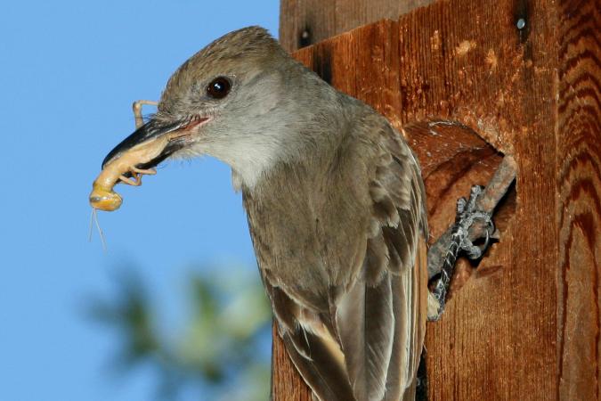 Photo (8): Brown-crested Flycatcher