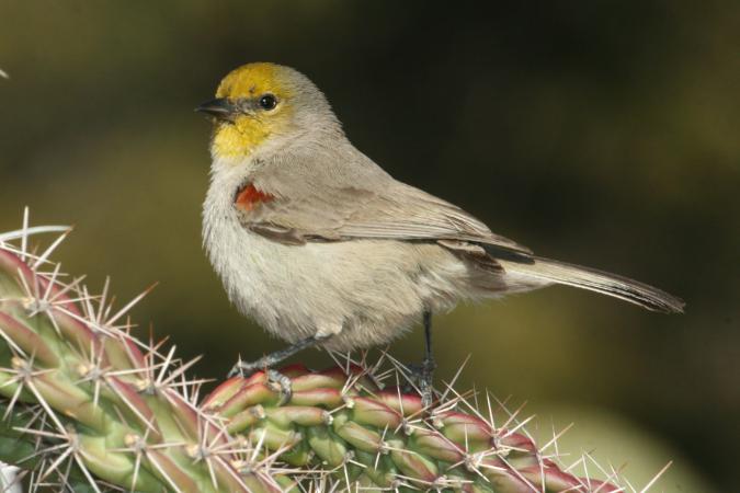 Photo (2): Verdin