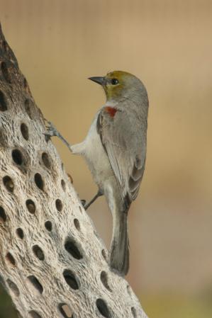 Photo (7): Verdin