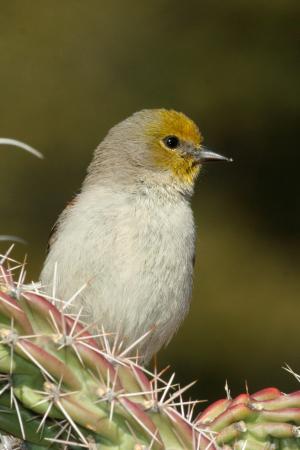 Photo (5): Verdin