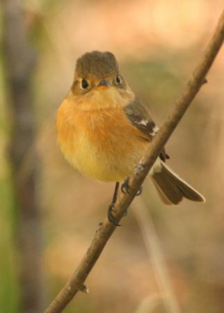 Photo (2): Buff-breasted Flycatcher