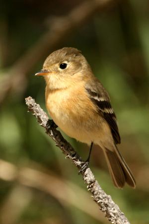 Photo (1): Buff-breasted Flycatcher