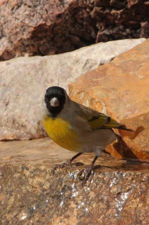 Photo (5): Lawrence's Goldfinch