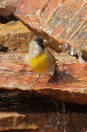 Photo (4): Lawrence's Goldfinch