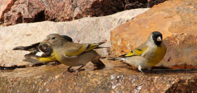 Photo (3): Lawrence's Goldfinch