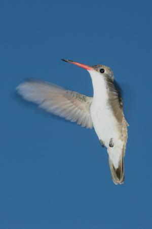 Photo (4): Violet-crowned Hummingbird