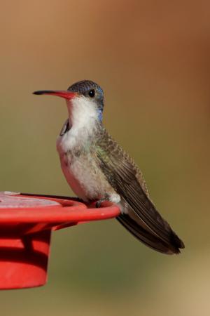 Photo (5): Violet-crowned Hummingbird