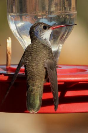 Photo (6): Violet-crowned Hummingbird