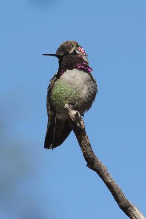 Photo (4): Costa's Hummingbird