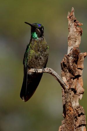 Photo (12): Magnificent Hummingbird