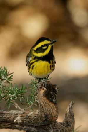 Photo (8): Townsend's Warbler