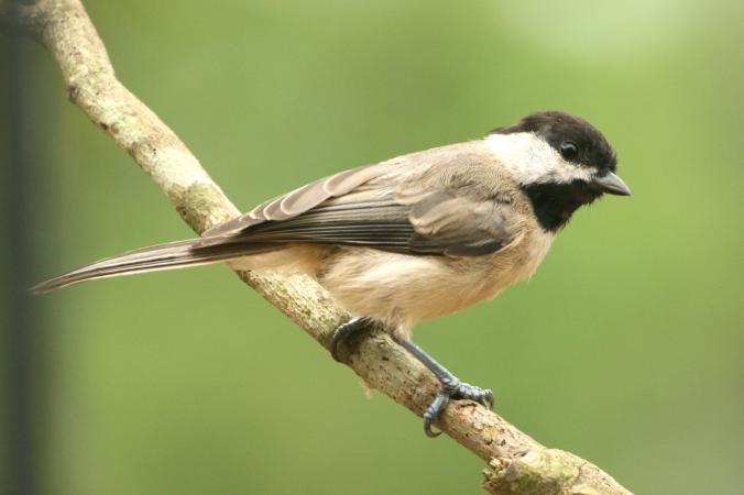 Photo (2): Carolina Chickadee