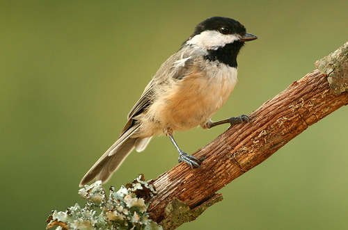 Photo (1): Carolina Chickadee