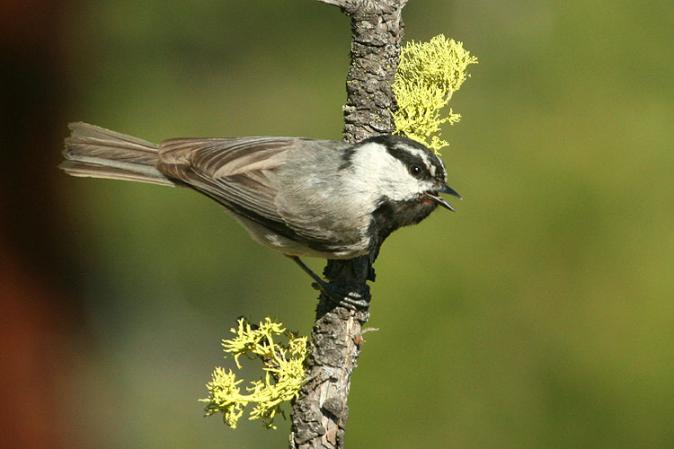 Photo (4): Mountain Chickadee