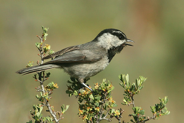 Photo (3): Mountain Chickadee