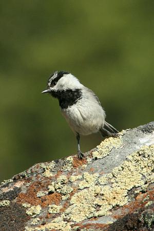 Photo (5): Mountain Chickadee