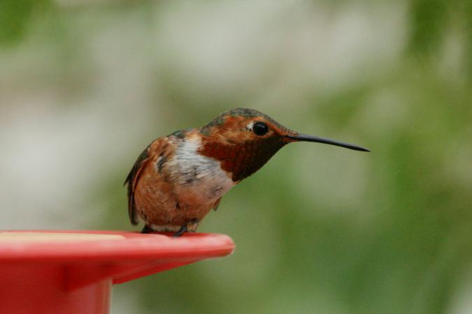 Photo (4): Allen's Hummingbird
