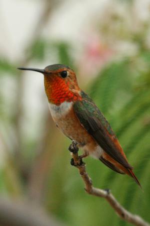 Photo (2): Allen's Hummingbird