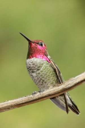 Photo (3): Anna's Hummingbird