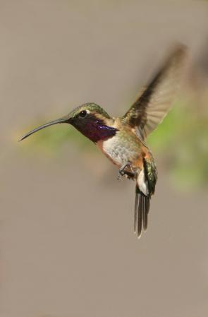 Photo (7): Lucifer Hummingbird