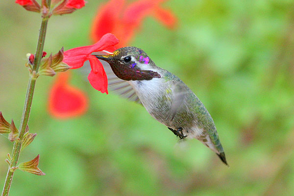 Photo (5): Costa's Hummingbird
