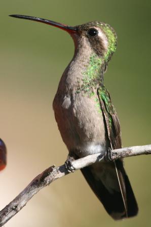 Photo (4): Broad-billed Hummingbird
