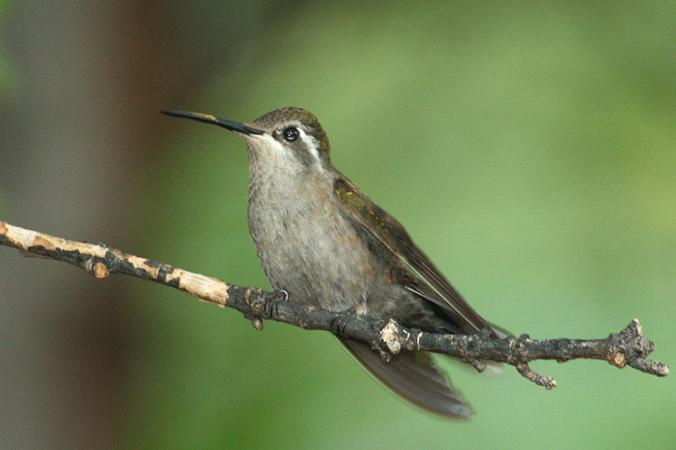Photo (2): Blue-throated Hummingbird
