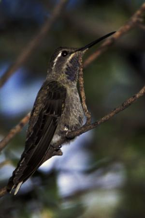 Photo (7): Blue-throated Hummingbird