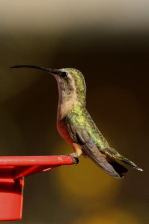 Photo (2): Lucifer Hummingbird