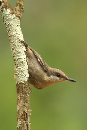 Photo (22): Brown-headed Nuthatch