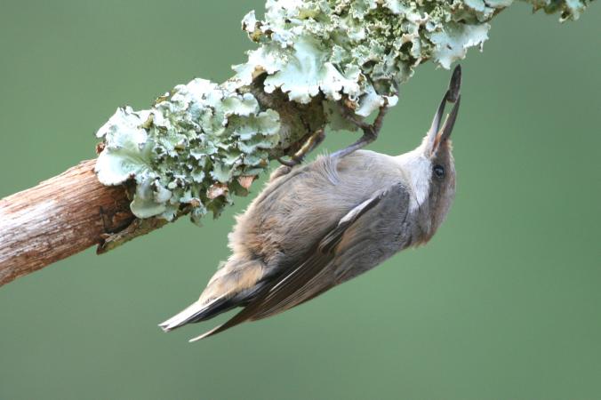 Photo (1): Brown-headed Nuthatch