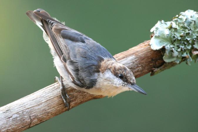 Photo (2): Brown-headed Nuthatch