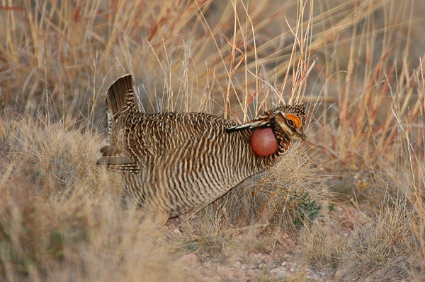 Photo (1): Lesser Prairie-Chicken