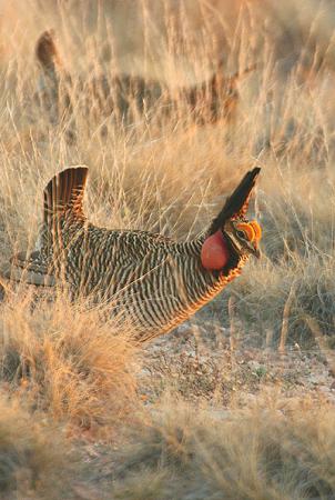 Photo (2): Lesser Prairie-Chicken