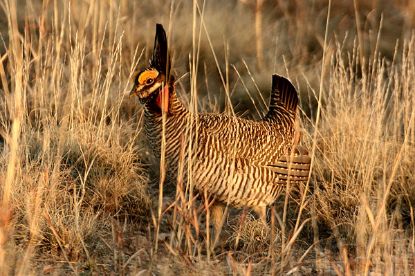 Photo (3): Lesser Prairie-Chicken