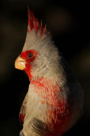 Photo (8): Pyrrhuloxia