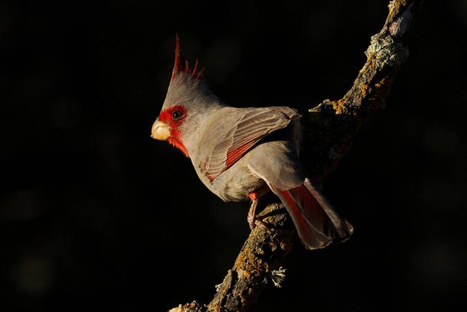 Photo (6): Pyrrhuloxia