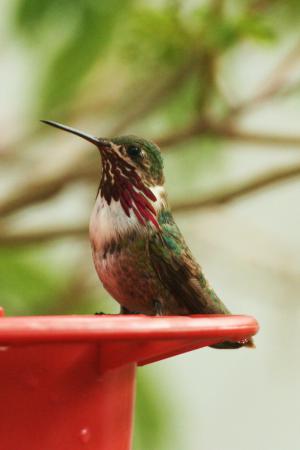 Photo (6): Calliope Hummingbird