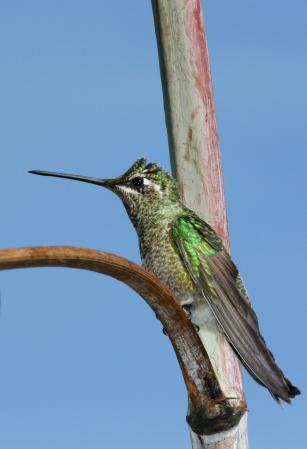 Photo (15): Magnificent Hummingbird