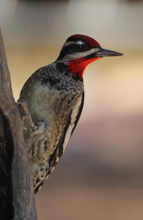 Photo (4): Red-naped Sapsucker