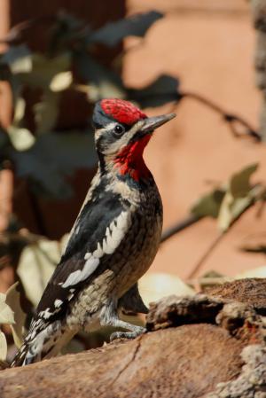 Photo (5): Red-naped Sapsucker