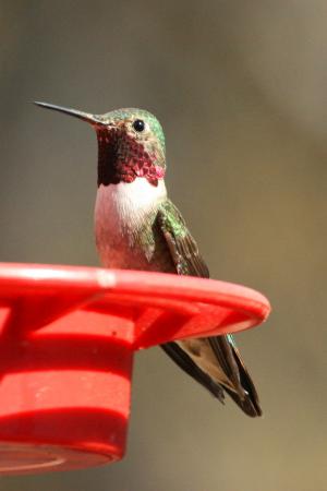 Photo (15): Broad-tailed Hummingbird