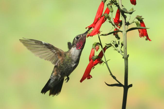 Photo (13): Broad-tailed Hummingbird