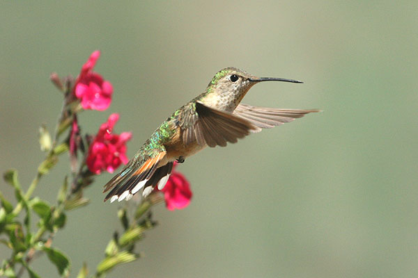Photo (23): Broad-tailed Hummingbird