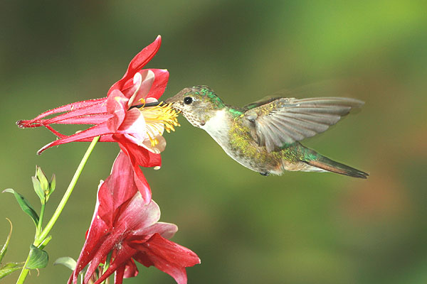 Photo (24): Broad-tailed Hummingbird
