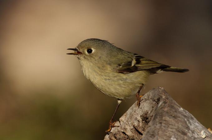 Photo (1): Ruby-crowned Kinglet