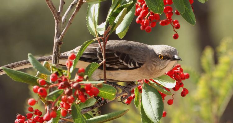 Photo (15): Northern Mockingbird
