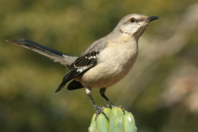 Photo (4): Northern Mockingbird